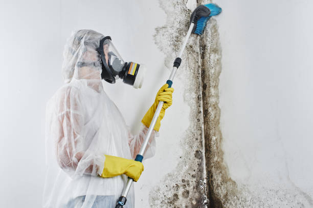 Best Residential Mold Removal  in Speers, PA