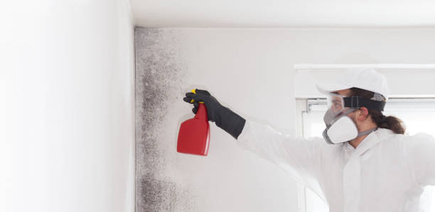 Best Toxic Mold Removal  in Speers, PA