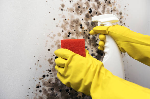 Best Commercial Mold Removal  in Speers, PA