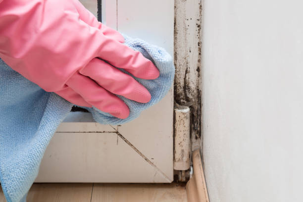 Mold Removal Process in Speers, PA