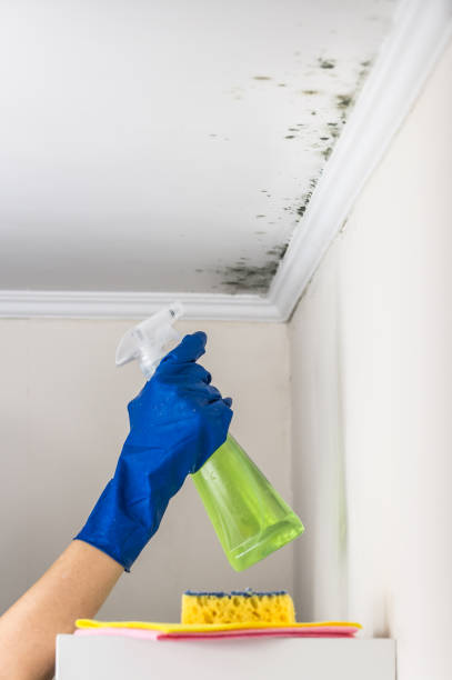 Attic Mold Removal in Speers, PA