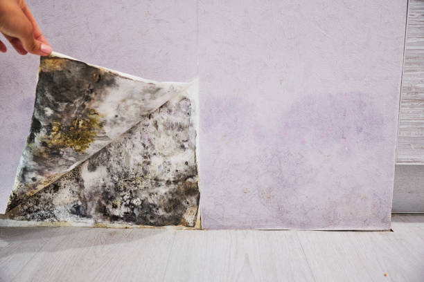Best Same-Day Mold Removal  in Speers, PA